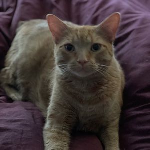 Meet your Posher, Ann